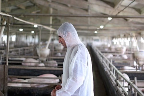 Factory Farming's Impact on Animal Health - McLean Meats - Clean Deli Meat  & Healthy Meals