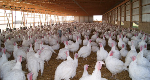 Free Range Turkey